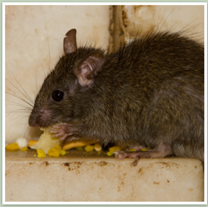 A mouse eating food on a kitchen surface.