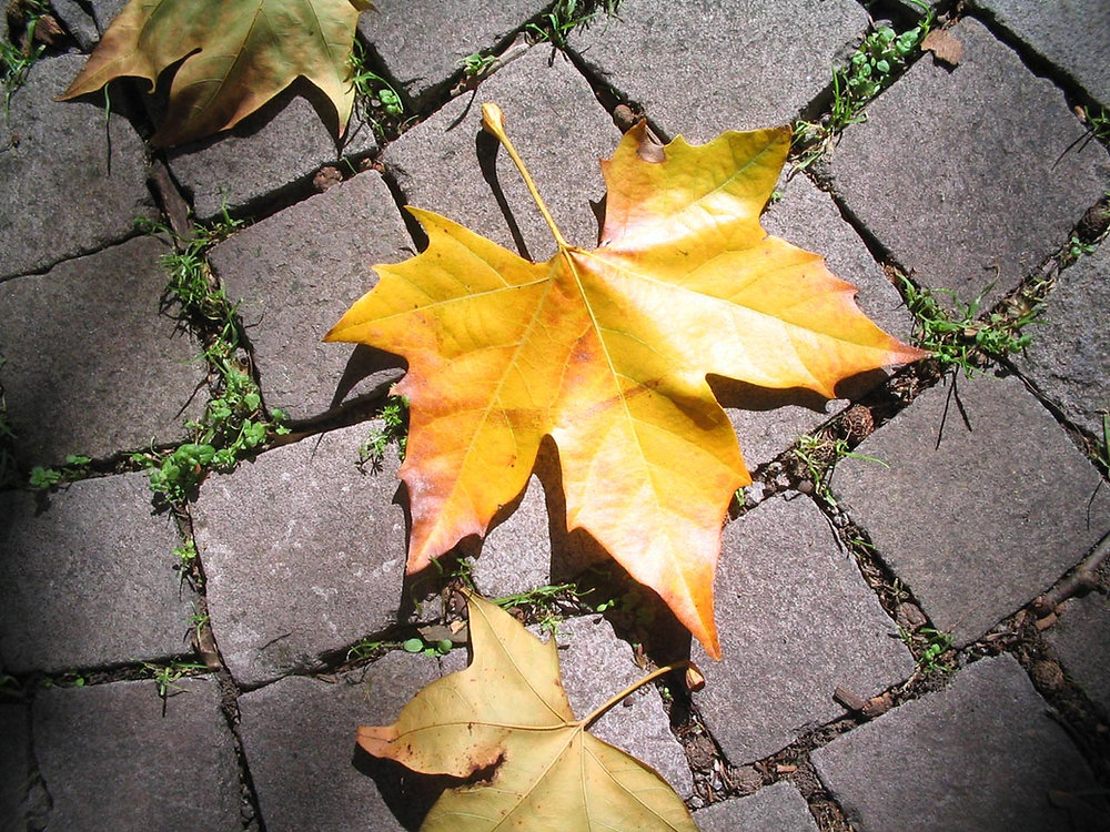 Orange maple leaves on a stone path.
