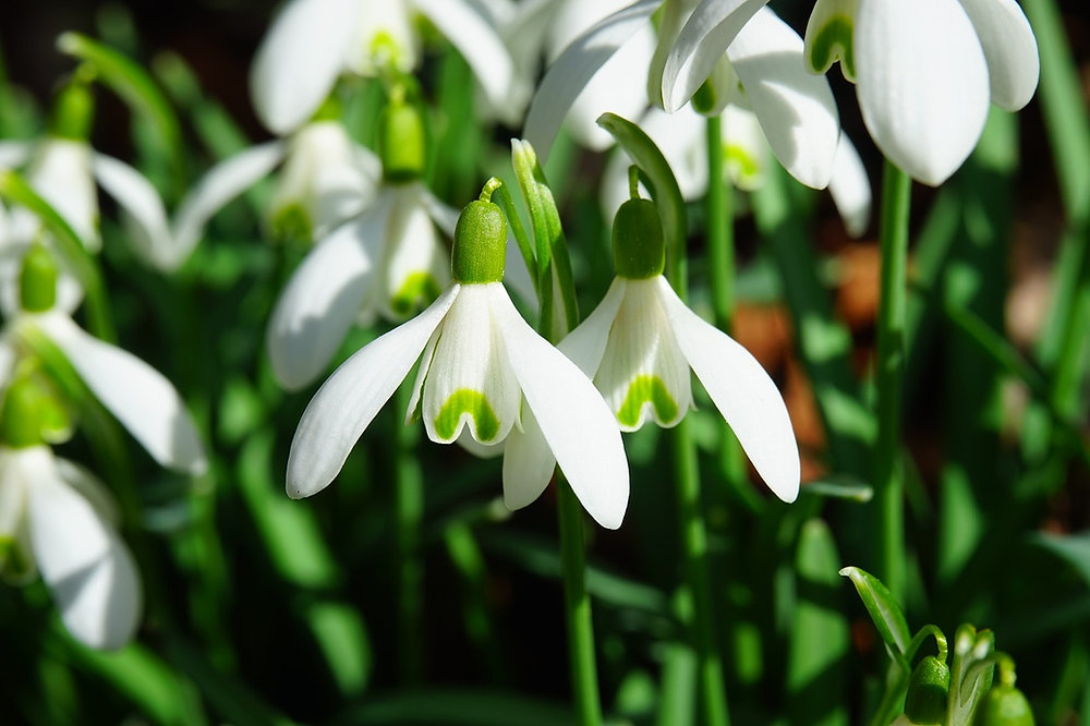 White snowdrop flowers in a garden.