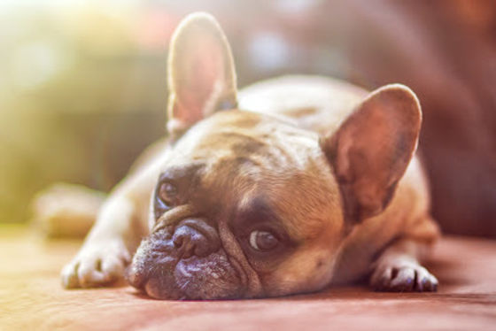 Bulldog resting with its head on the floor.