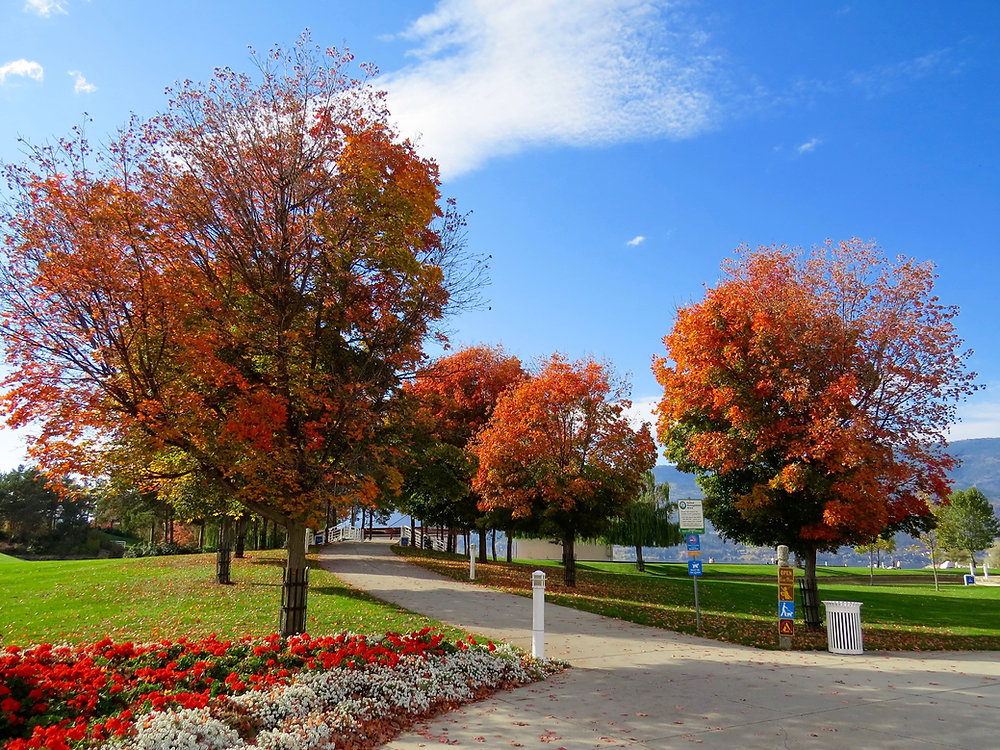 Colorful autumn trees along a park path.